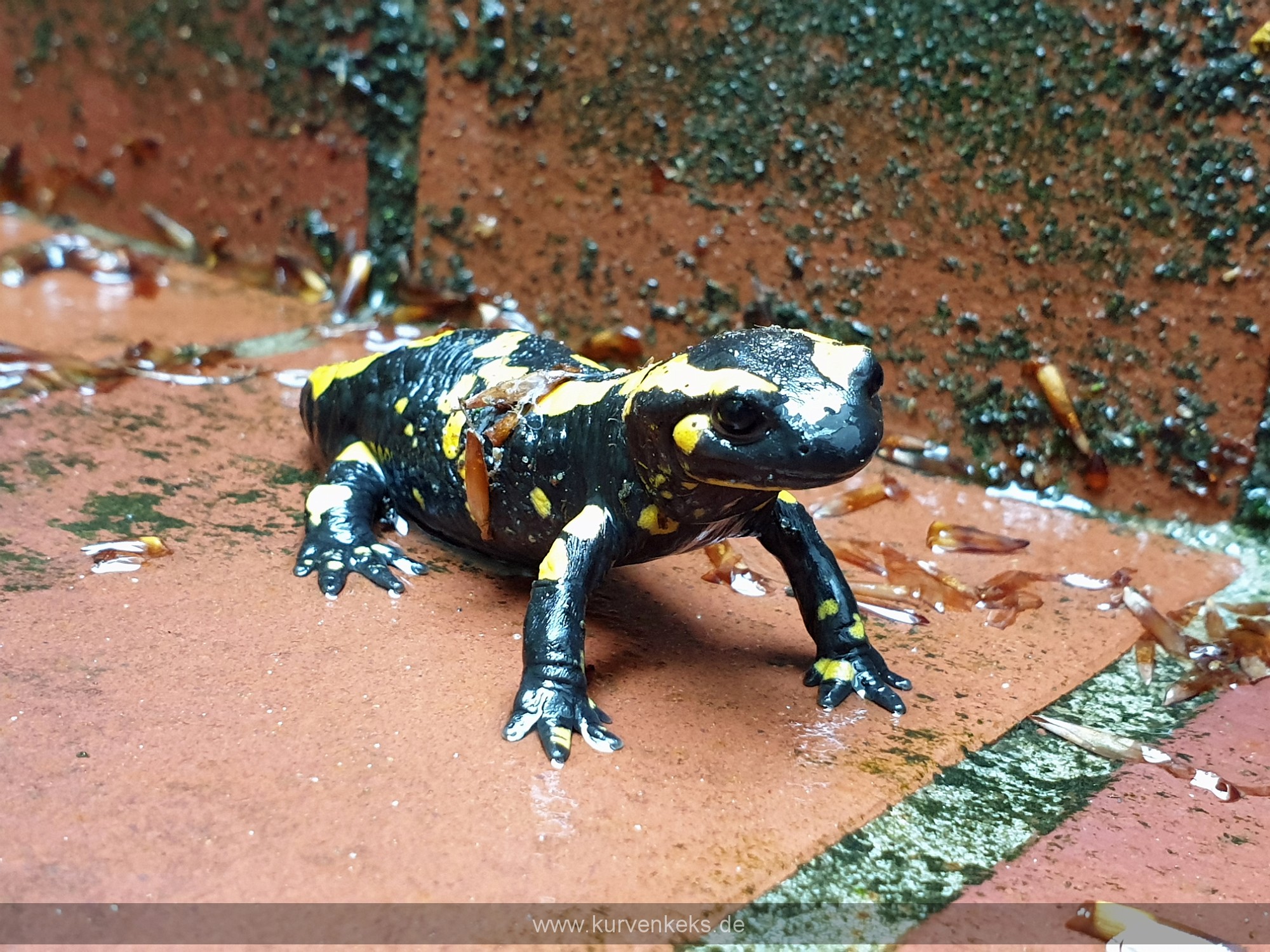 Besuch auf Arbeit (Feuersalamander)